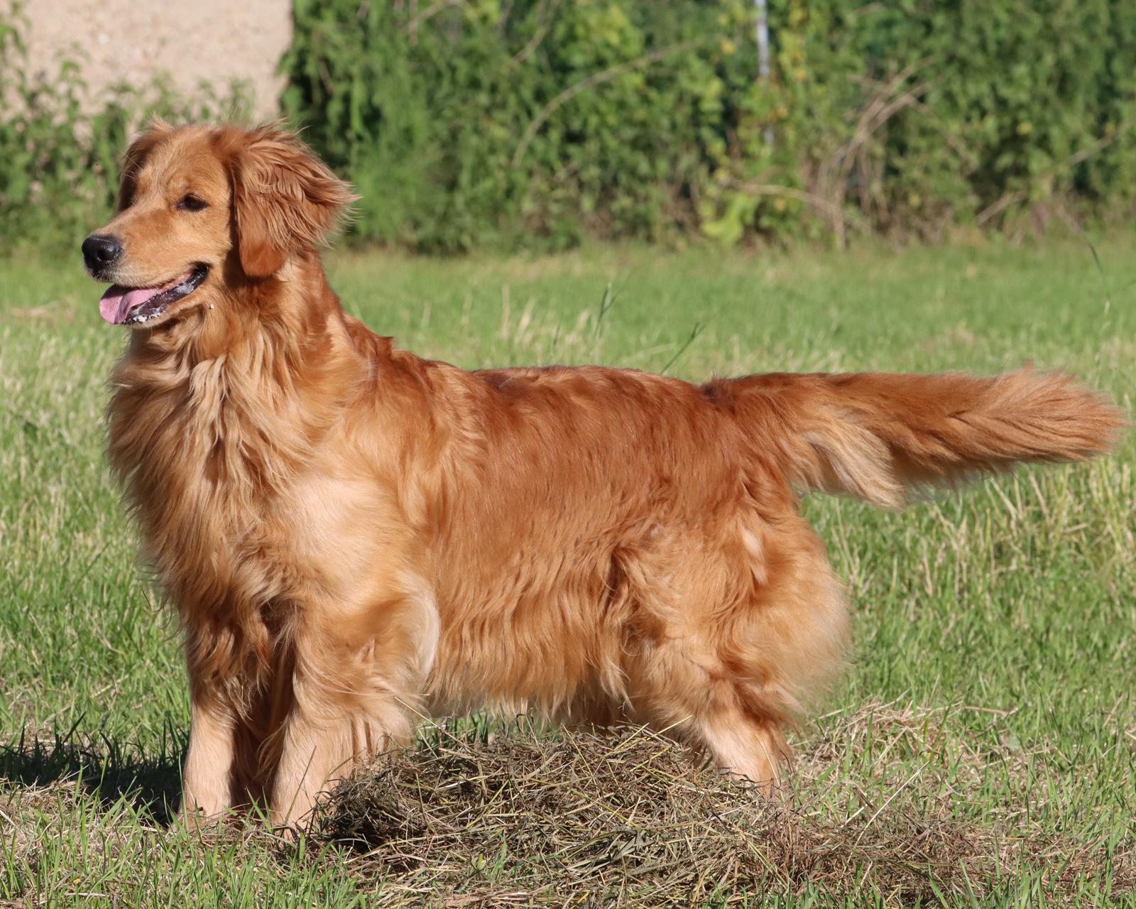 Amy – Golden Retriever Noemya Royal